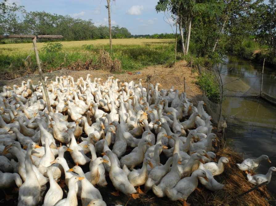 Characteristics of poultry production and marketing systems in Asia 1. Large duck population 2. Small scale/household production systems 3.