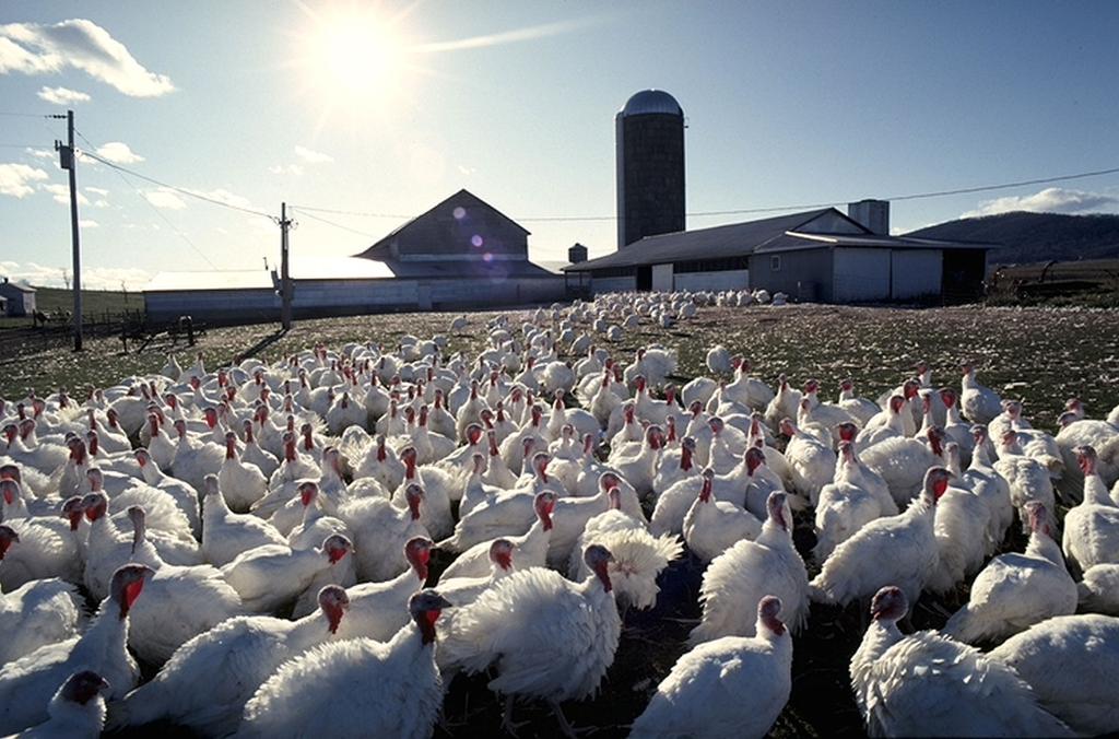 Final Report for the 2014 2015 Outbreak of Highly Pathogenic Avian Influenza (HPAI) in