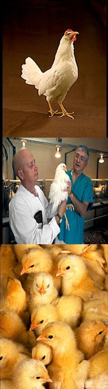 High athogenic Avian Influenza Dr.
