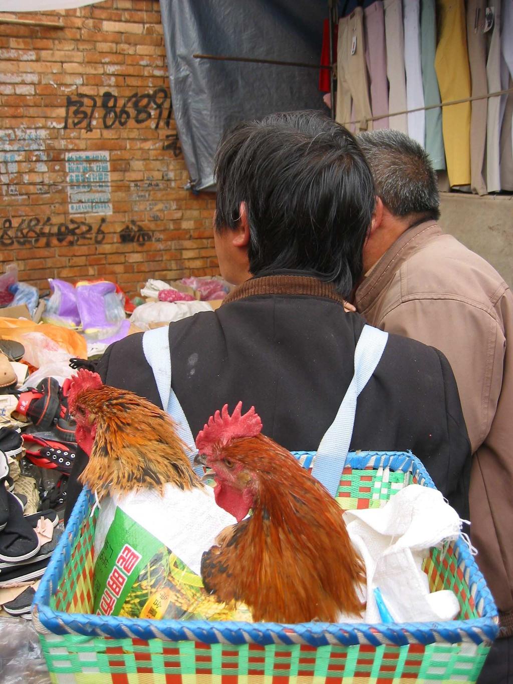 Chinese live bird market