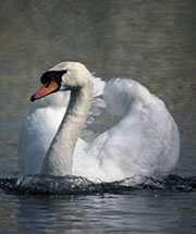Mute swans seem to have been responsible for spread of H5N1 in Europe in