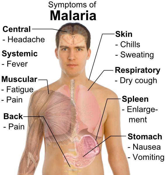 Symptoms High fever Shaking chills Flu-like symptoms Anemia Symptoms usually occur