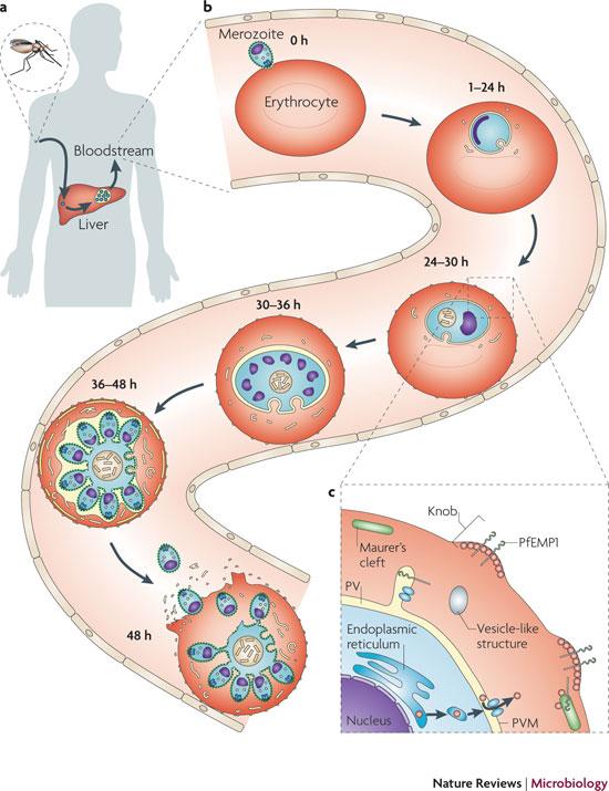Rupture kidney cell and enter blood stream Second: parasite infects red blood cell