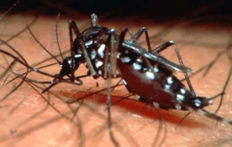Dengue Fever Also know as Breakbone Fever Viral infection with 4 serotypes Transmission by