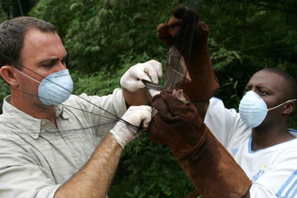Ebola Virus Fruit bats are considered the natural host Contact with blood,