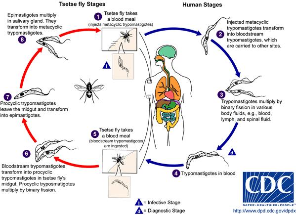 African trypanosomiasis (Sleeping Sickness) Single cell parasite (rather like malaria) Spread by Tetsi fly Largely human reservoir (some animals)
