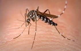 Malaria A parasitic disease Caused