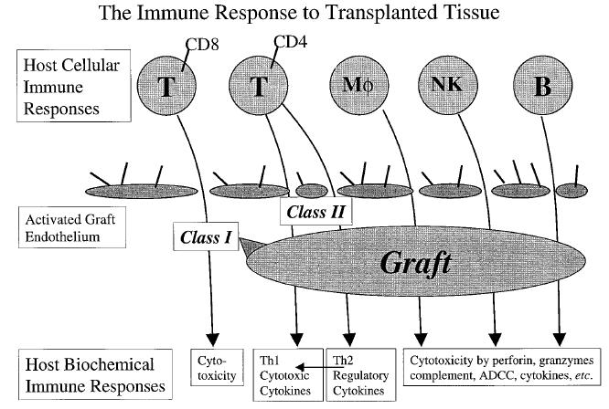 Host immune response: Graft foreign