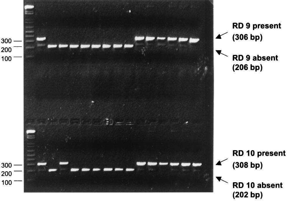 2342 PARSONS ET AL. J. CLIN. MICROBIOL. FIG. 1. Results of PCR for presence of RD 9 and RD 10.