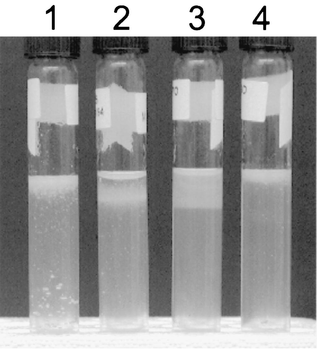 The size standards (in base pairs) are labeled on the left side of the same 2% agarose gel prepared with a double comb. M.