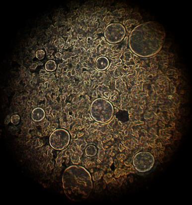Scanning electron microscopy Figure 7.