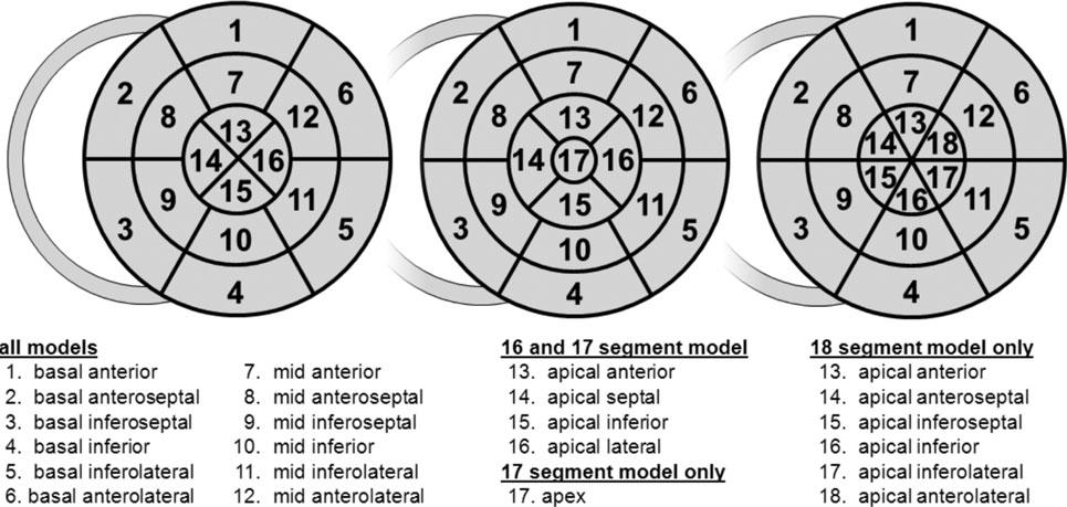 Recommendations for Cardiac Chamber Quantification by Echocardiography in Adults 243 Figure 3 Schematic diagram of the different LV segmentation models: 16-segment model (left), 36 17-segment model