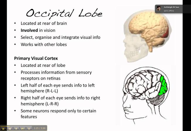 4. Occipital lobe: