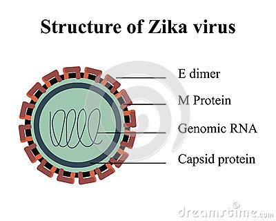 ZIKA VIRUS Based on a systematic review of the literature up to 30 May 2016, WHO has concluded that Zika virus infection during pregnancy