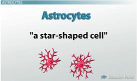 لایا خ ن ی م ج ة = Astrocytes give structural support to neurons control neural biochemical