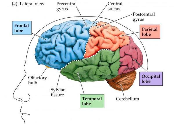 Brain lobes the brain is composed of four anatomical