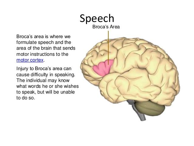 Cerebral cortex 1.