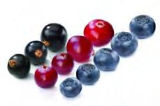 cranberries(***) or blueberries(****).