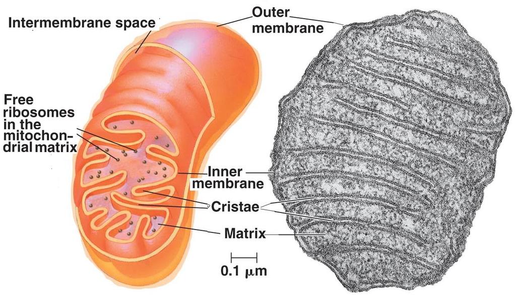 Mitochondria The mitochondrion is used to phosphorylate ADP to