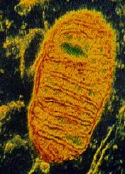 Mitochondria and Endosymbiosis Mitochondria evolved from ancient prokaryotic cells through endosymbiosis. The evidence includes: 1.
