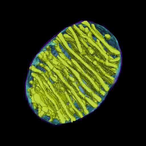 3-D Illustration of the Mitochondria In cells, a higher the energy demand,