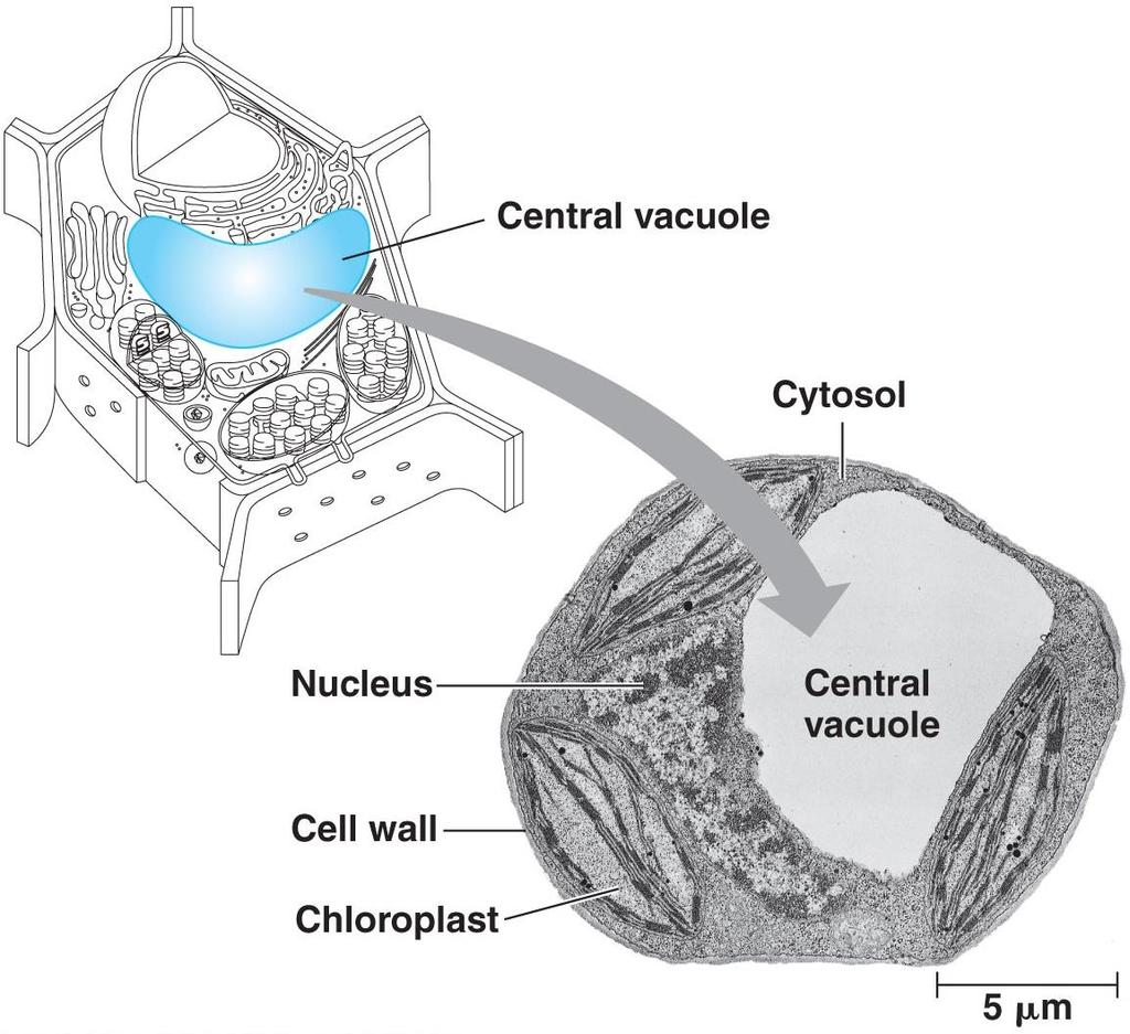 Vesicles and Vacuoles Vacuoles and vesicles are membrane bound compartments used for storage.