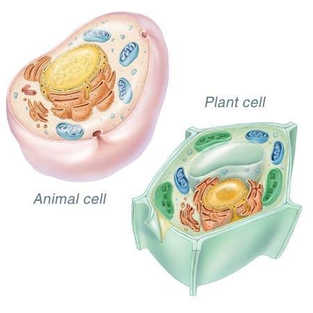 Review Identify three major components of ALL cells. Define plasma membrane. Define cell wall.
