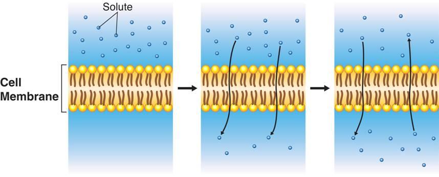 Passive Diffusion Define permeable in relation to the membrane and solute. Extracellular Plasma Time Define and Intracellular differentiate between extracellular and intracellular.
