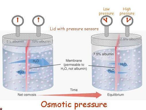 Osmosis Compare this example with the previous one. What is the significant difference? Define osmotic pressure.