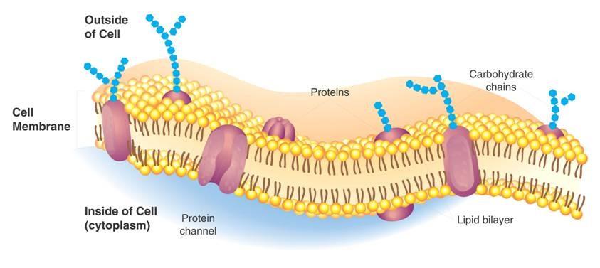 Cell Membrane Constituents Outside of cell Cell membrane Proteins Carbohydrate chains Inside of cell (cytoplasm) Protein Lipid bilayer channel Define the fluid mosaic model of the plasma membrane.