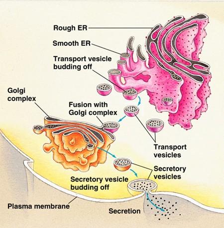 Active Transport Bulk Transport Define, translate, and describe exocytosis. When the cell is specialized to manufacture and release compounds through exocytosis, what is the process known as?