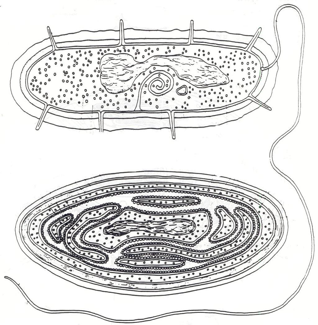 The top diagram represents a heterotrophic prokaryote. The bottom, an autotrophic prokaryote.