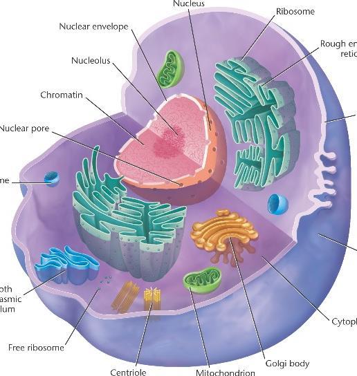The Cell The smallest unit of life