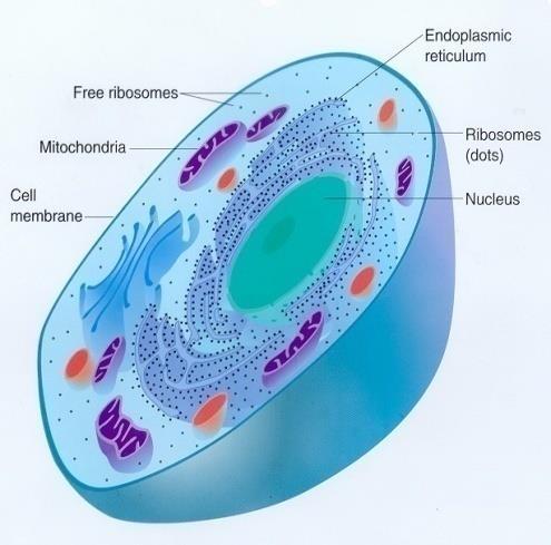 2) Prokaryote vs Eukaryote