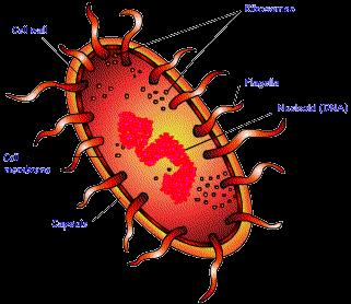 eukaryote Cells that have a