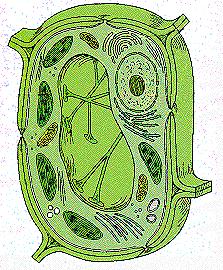 Bacteria Plant and Animal Cells