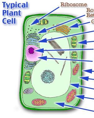 3. Plant or Animal Have cell
