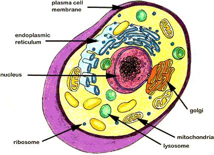 large vacuoles Tend to have