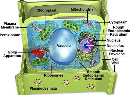 plant cell