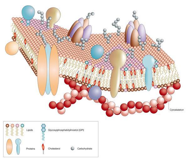 The protein part of the cell membrane provides: communication, "I.D.