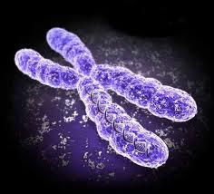 info Other: Chromosomes: DNA wound up with