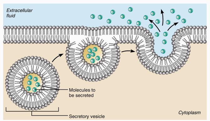 exocytosis Vesicle membranes
