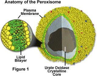 special vesicles and vacuoles peroxisomes the most common vesicle in cells found in all eukaryotes contain enzymes to rid the cell of hydrogen peroxide (convert the hydrogen