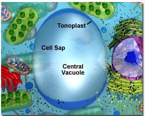 special vesicles and vacuoles