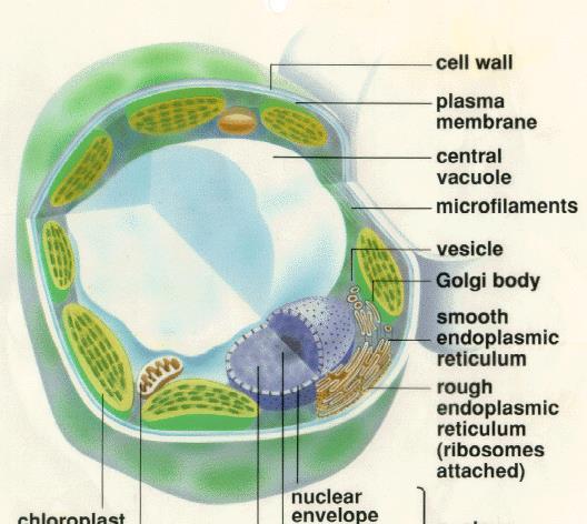 central vacuole (plants
