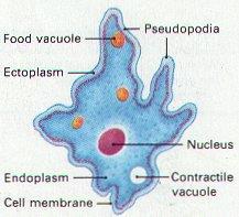 contractile vacuole (animals ONLY) found