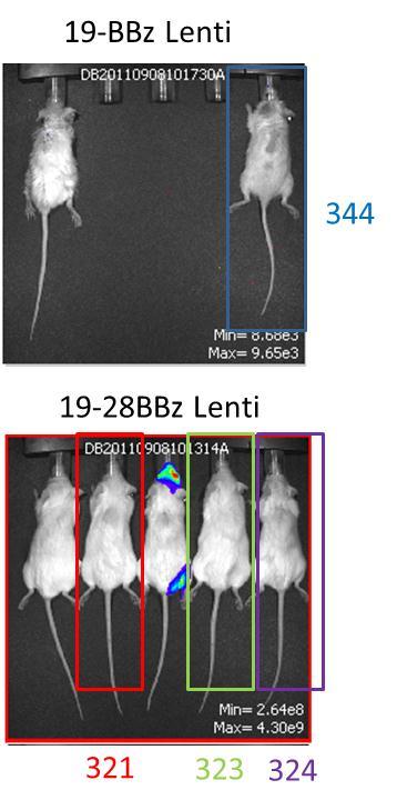 Figure 4. Rechallenge with leukemia. In this experiment, we took a small cohort of mice that had been cured of a primary pediatric ALL. The cured mice were then rechallenged with ALL after 4 months.