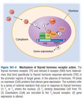 Within the thyroid gland Peripheral action of T3 T4 Tg Io