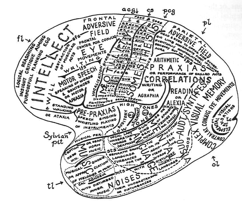 The Brain Before fmri (1957) Polyak, in Savoy, 2001, Acta