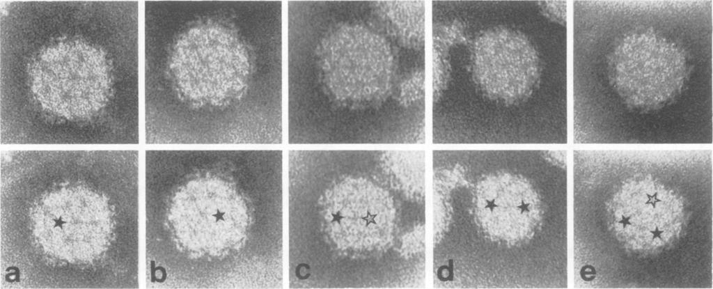 RESULTS A field of Sindbis virus, negatively stained with potassium phosphotungstate, appears in J. VIROL. Fig. 1.